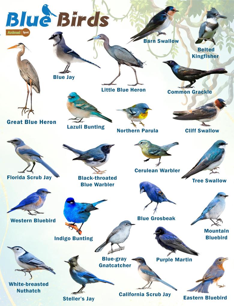 Blue Birds – Facts, List, Pictures