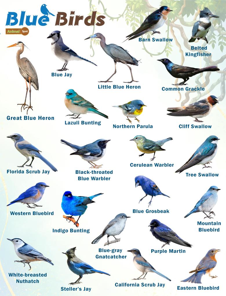 Blunder Bird Name Meaning & Info - Drlogy