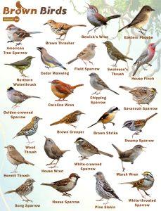 Brown Birds – Facts, List, Pictures, and More