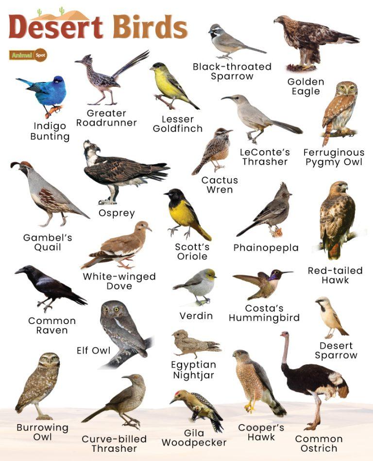 Desert birds facts list pictures and more