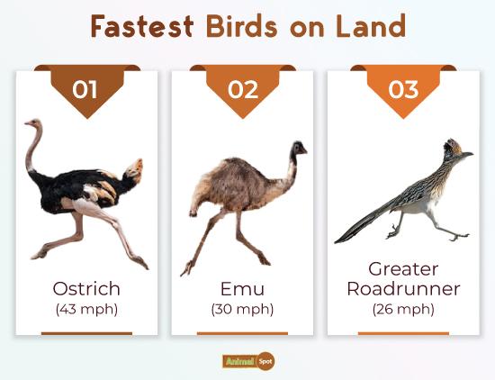 Fastest-running Birds on Land