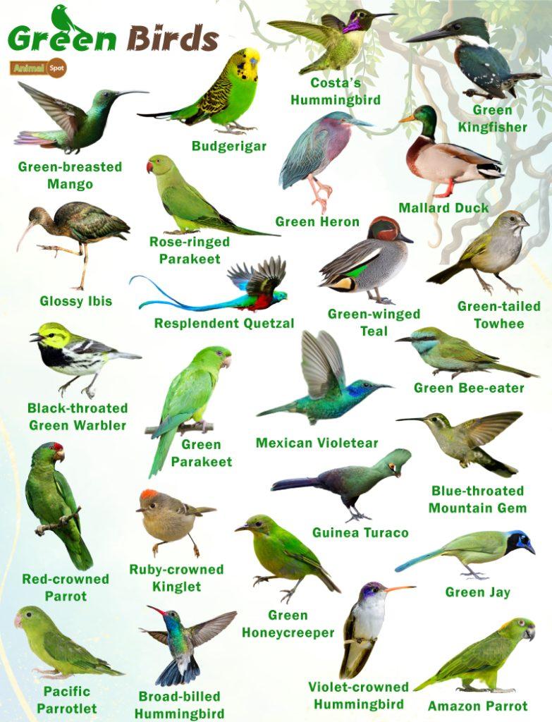 Green Birds