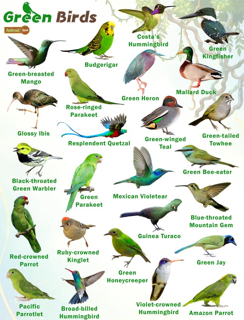 Green Birds – Facts, List, Pictures