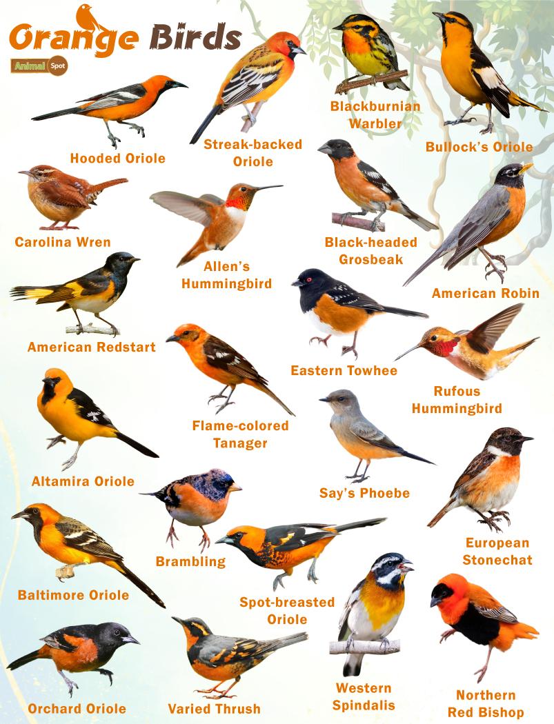 Orange Birds – Facts, List, Pictures