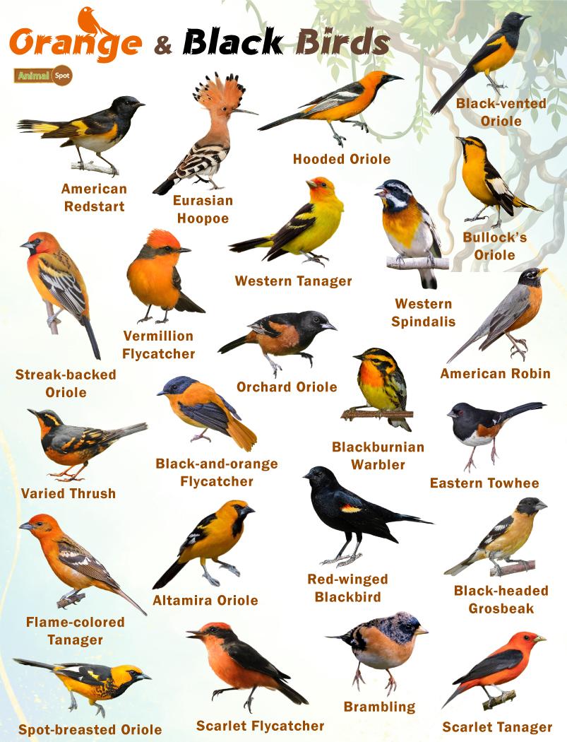 Orange and Black Birds – Facts, List, Pictures