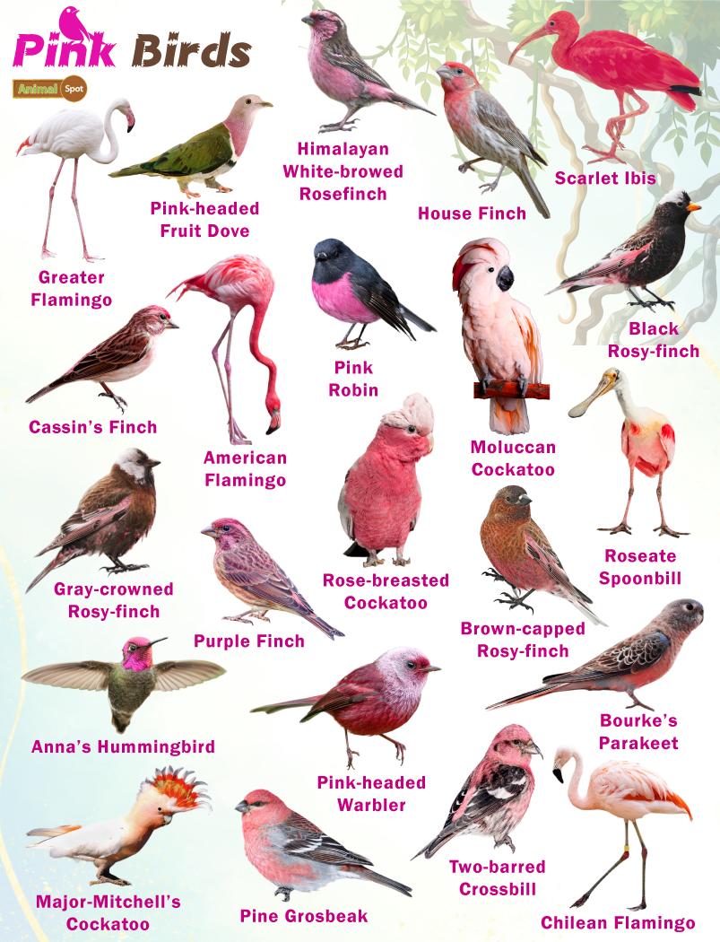 Pink Birds – Facts, List, Pictures