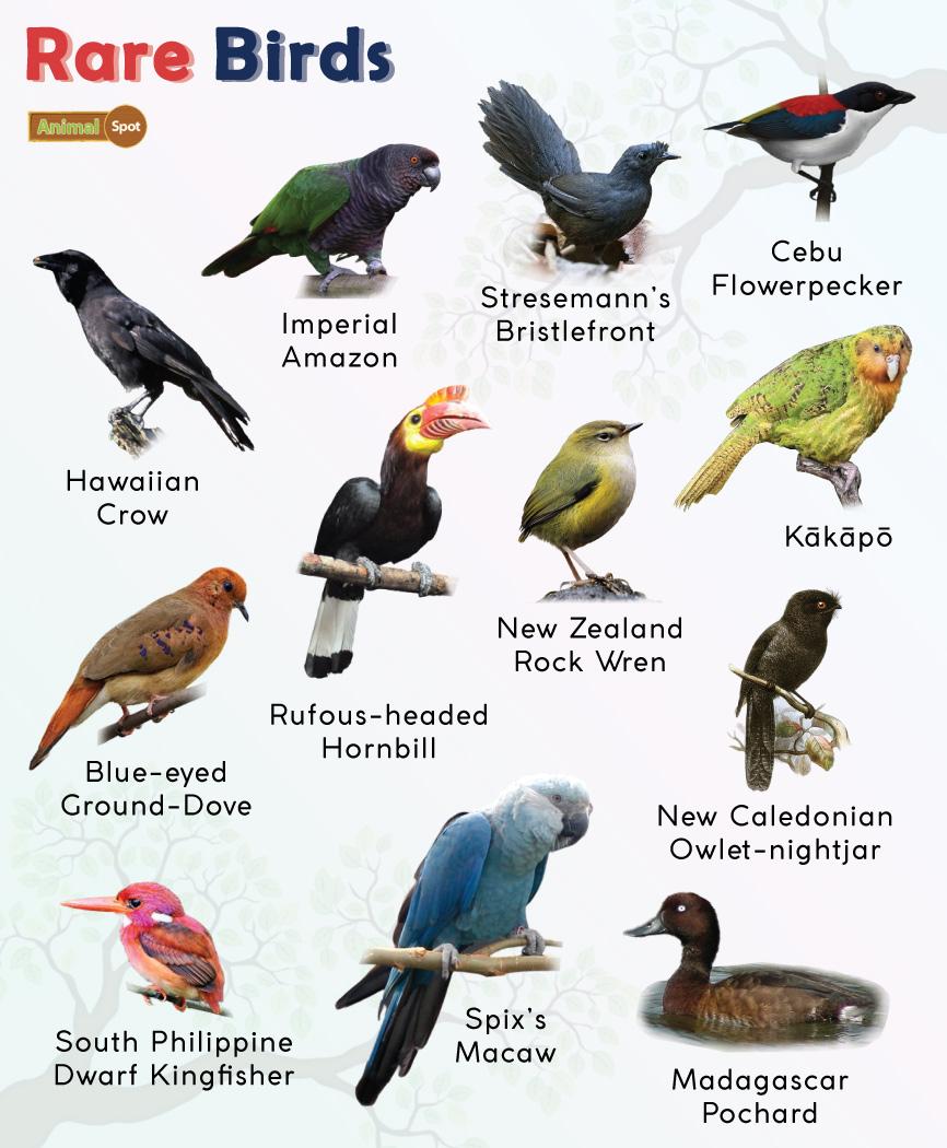 Rarest Birds List Wild Population Numbers Facts Pictures