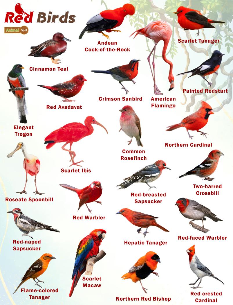 Red Birds Facts List Pictures