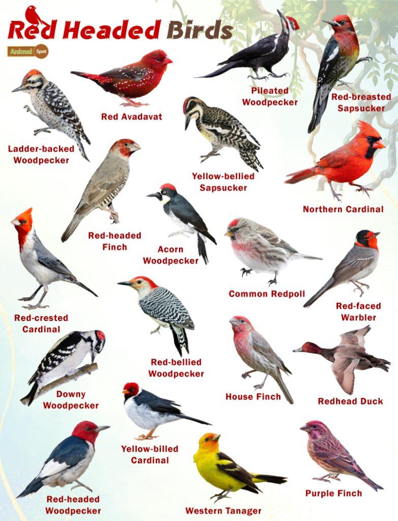 Red Headed Birds