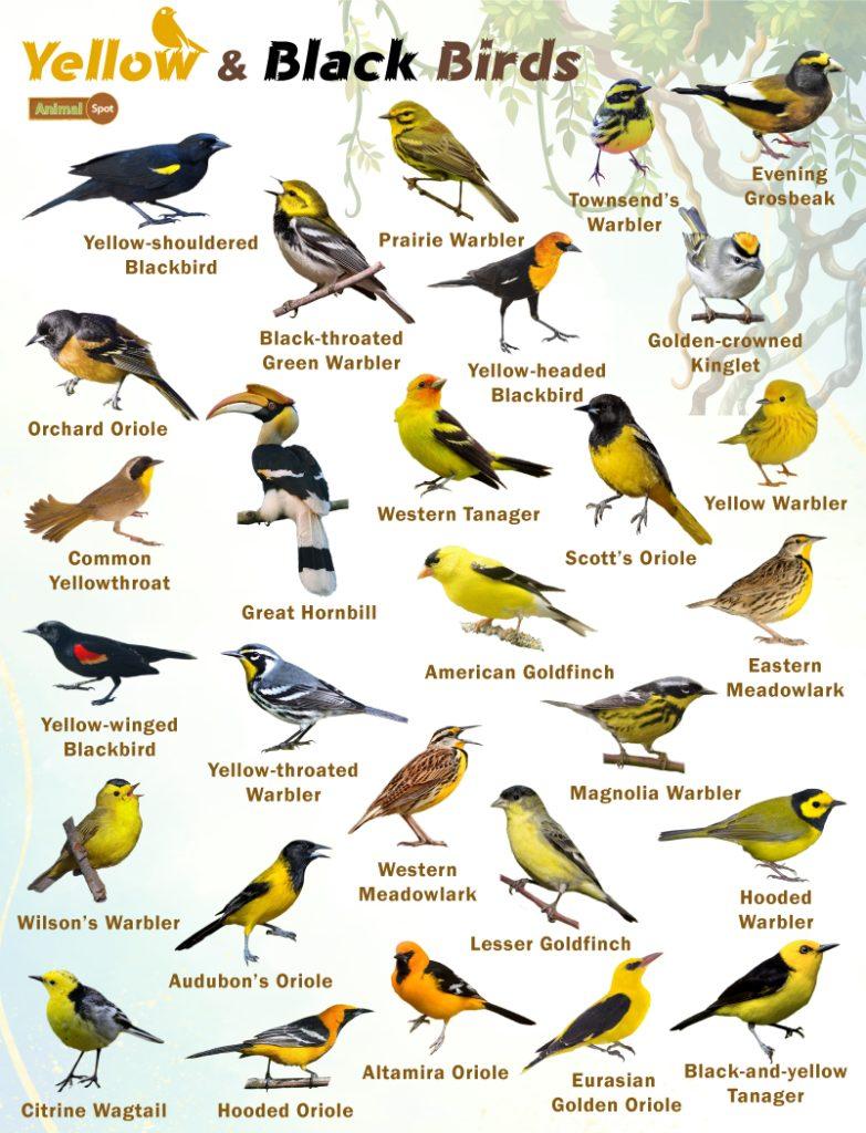 Yellow and Black Birds