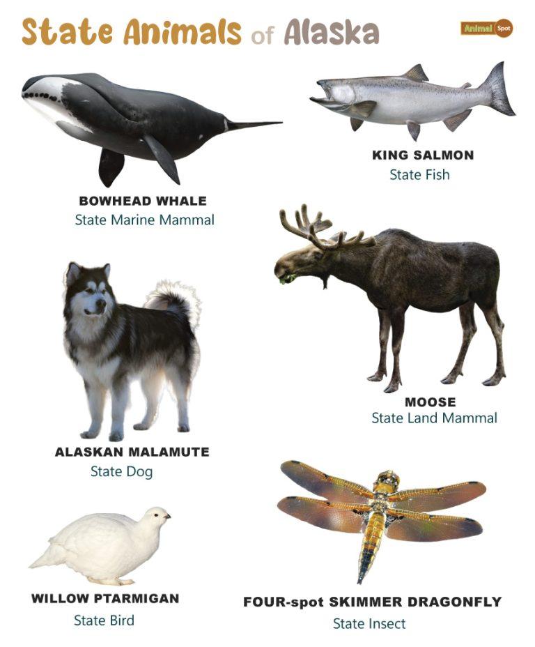 List of Animals That Live in Alaska (With Pictures)