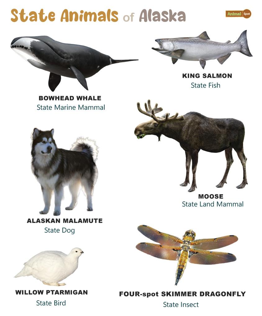 Alaska State Animals