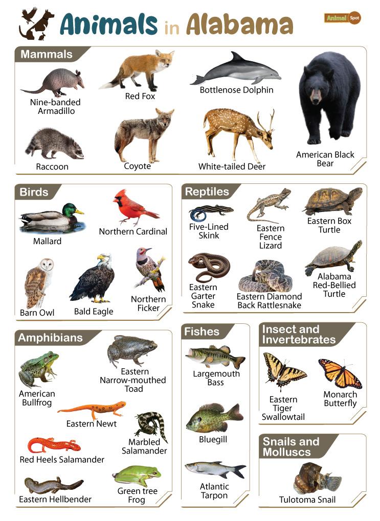 Animals in Alabama (AL)