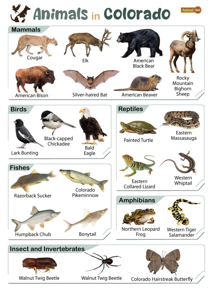 Animals in Colorado (CO)