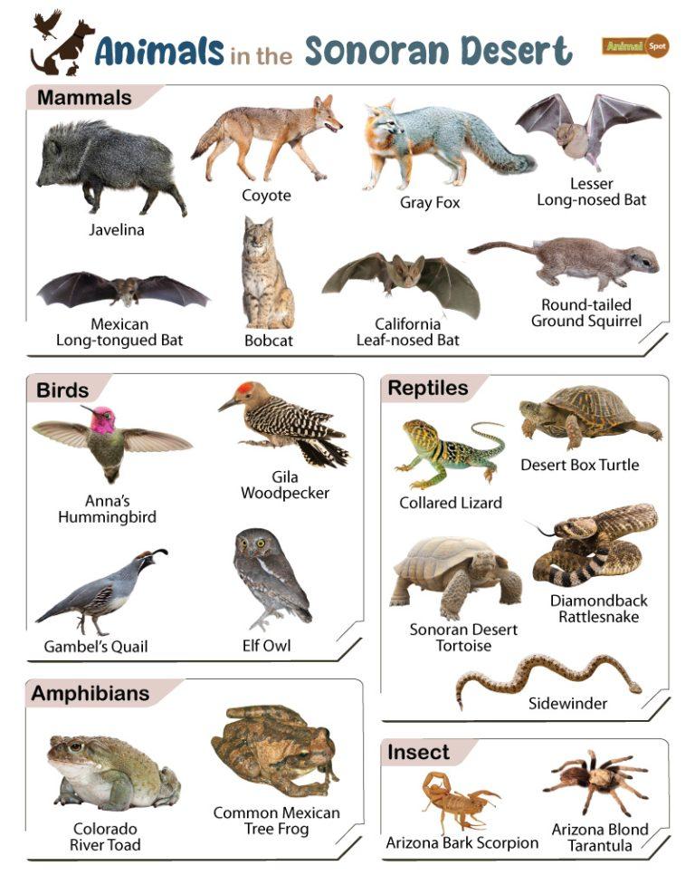 List of Animals That Live in the Sonoran Desert - Facts With Pictures