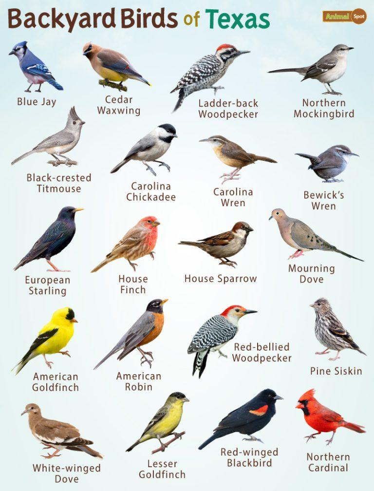 Red birds in texas list and pictures