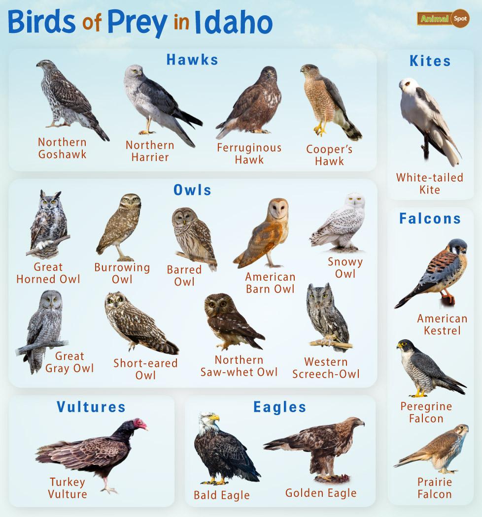 How to identify birds of prey