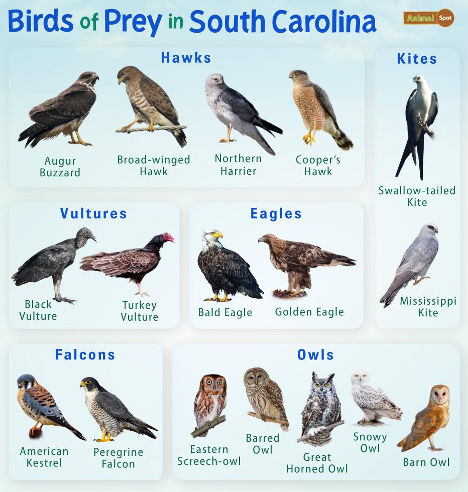 Birds of Prey You'll Find in the South
