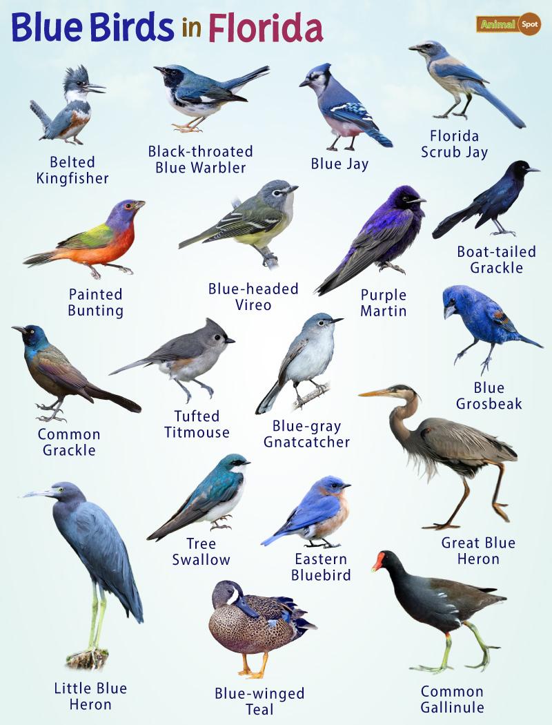 Blue Birds in Florida – Facts, List, Pictures