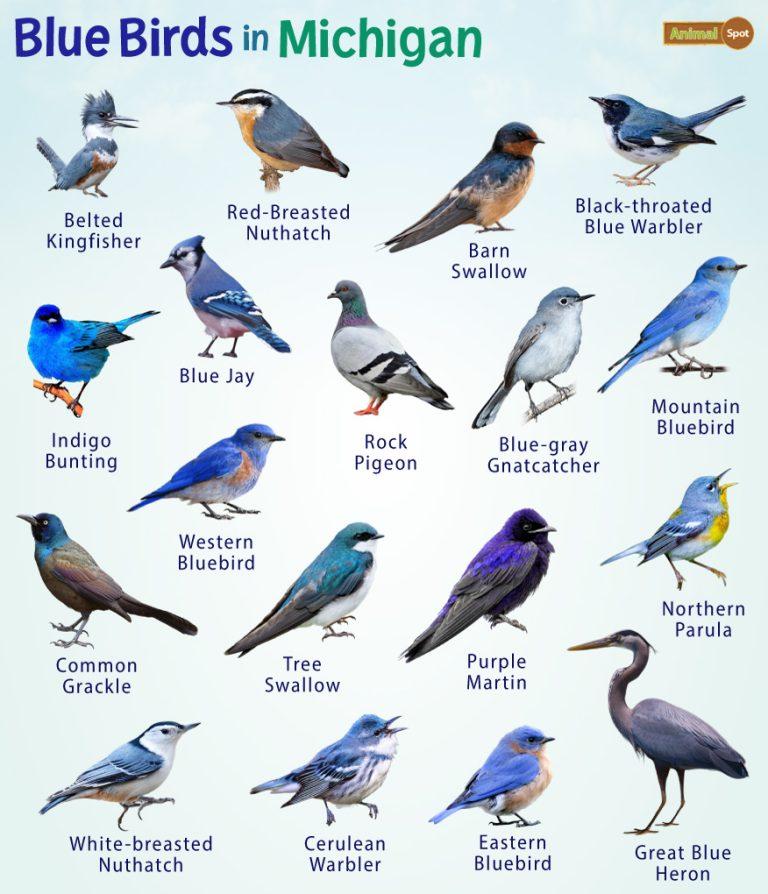 Gray birds facts list pictures
