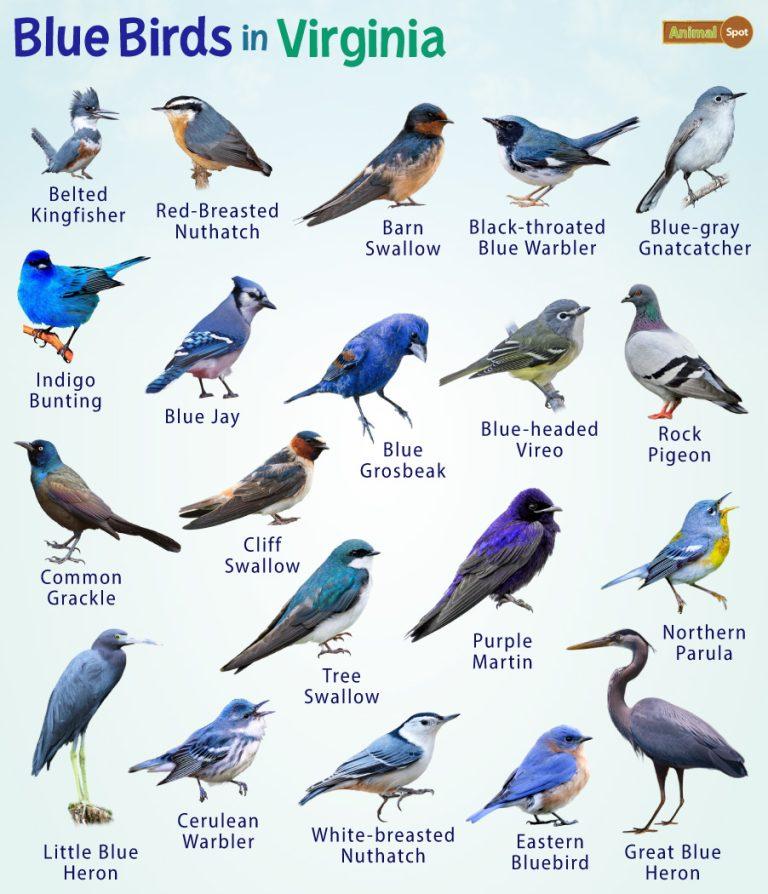 Blue birds in virginia facts list pictures
