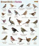 Brown Birds in Florida – Facts, List, Pictures, And More