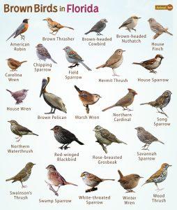 Brown Birds in Florida – Facts, List, Pictures, And More