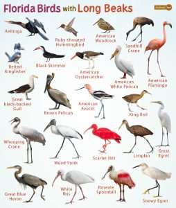 Florida Birds with Long Beaks – Facts, List, Pictures, and More
