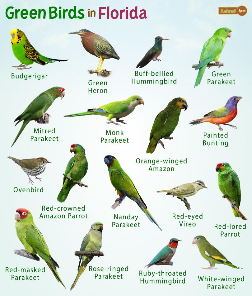 Green Birds – Facts, List, Pictures