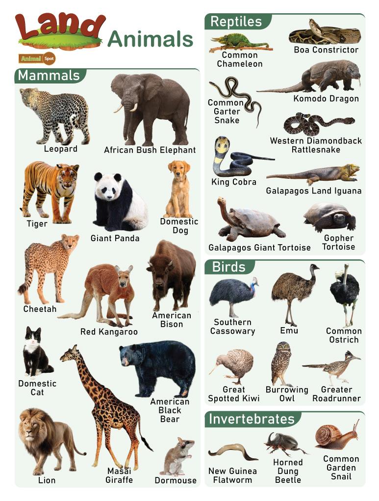 Animal Names, Types of Animals