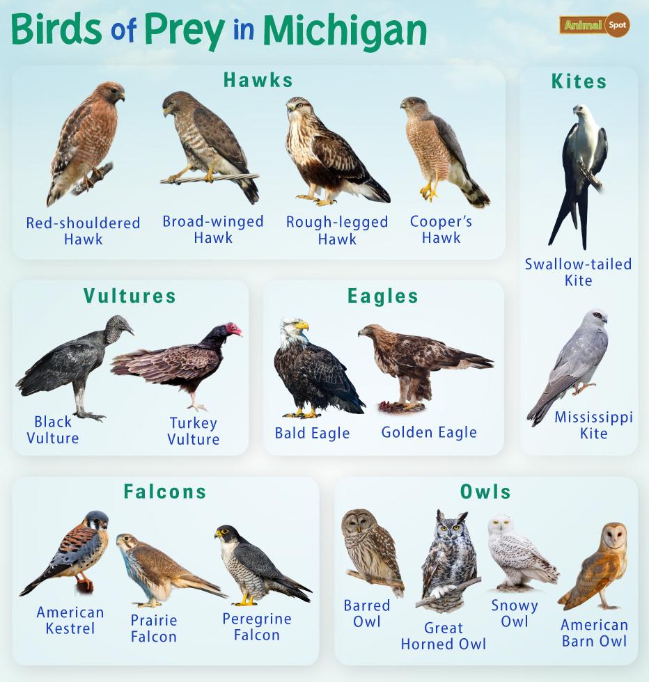 Birds of Prey in Michigan – Facts, List, Pictures