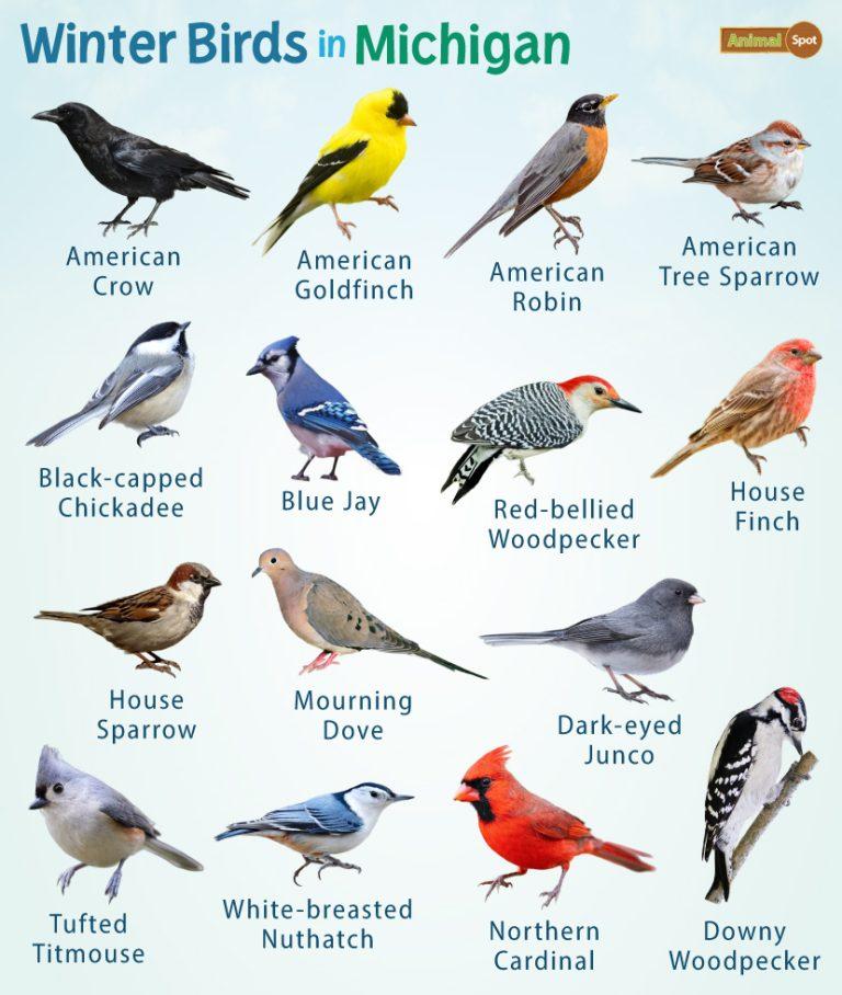 Birds In Michigan