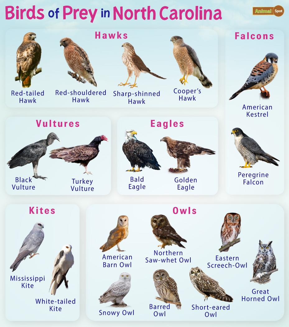 Ohio birds of prey: From eagles to owls, falcons to hawks; identifying the  state's raptors (photos) 