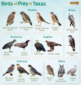 Texas Birds Of Prey Identification Secret Tips From A Birdwatcher - yoqy782