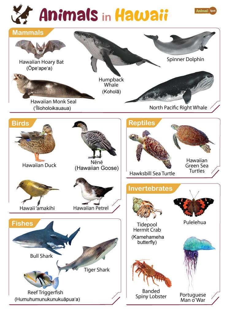List Of Animals That Live In Hawaii With Pictures 40 OFF