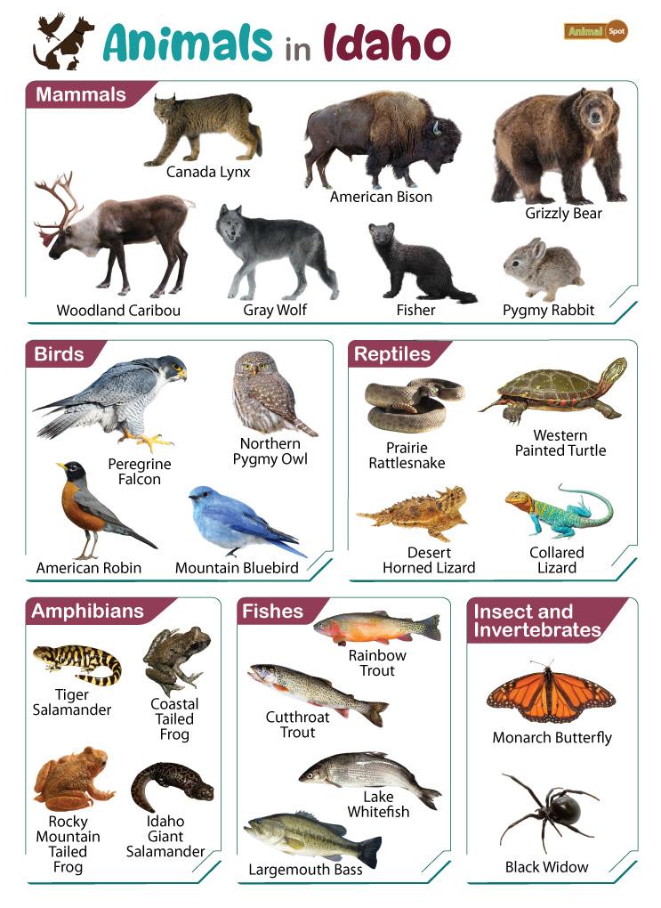Animals in Idaho (ID)