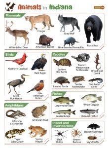 List of Animals That Live in Indiana - And Its State Animals (Photos)