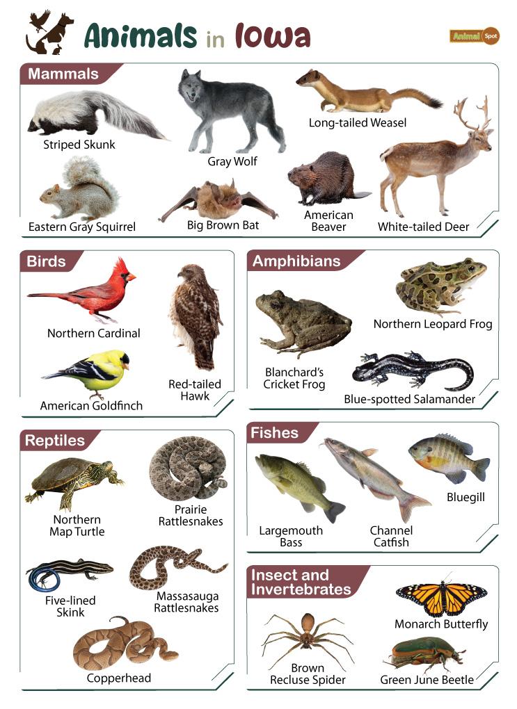 List of Animals That Live in Iowa (With Pictures)