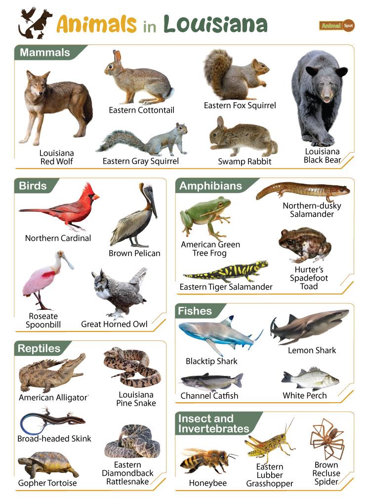 Animals in Louisiana (LA)