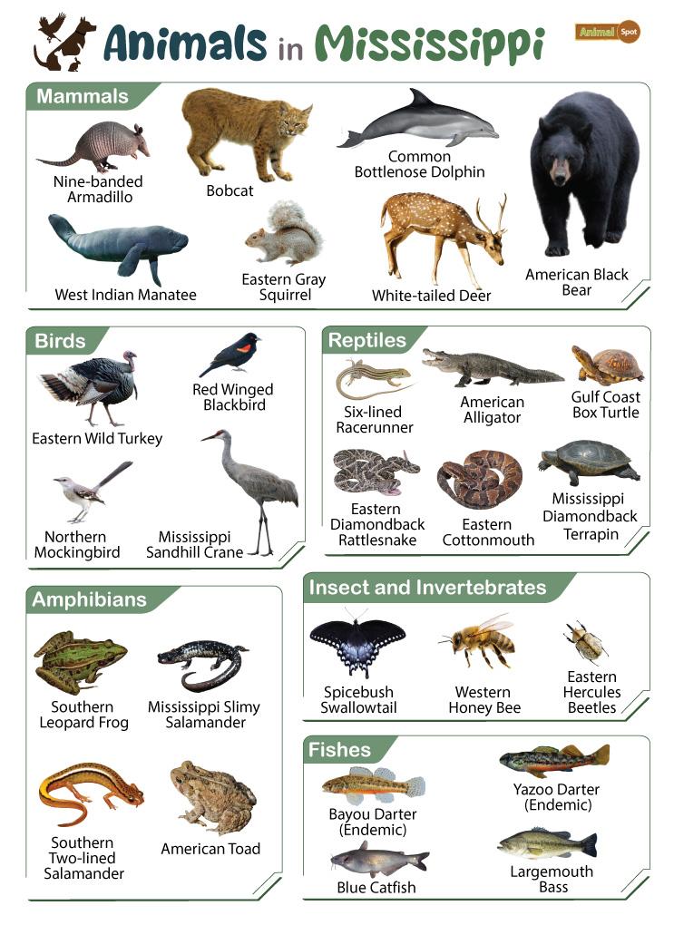 Animals in Mississippi (MS)