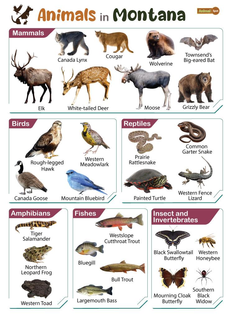 Animals in Montana (MT)