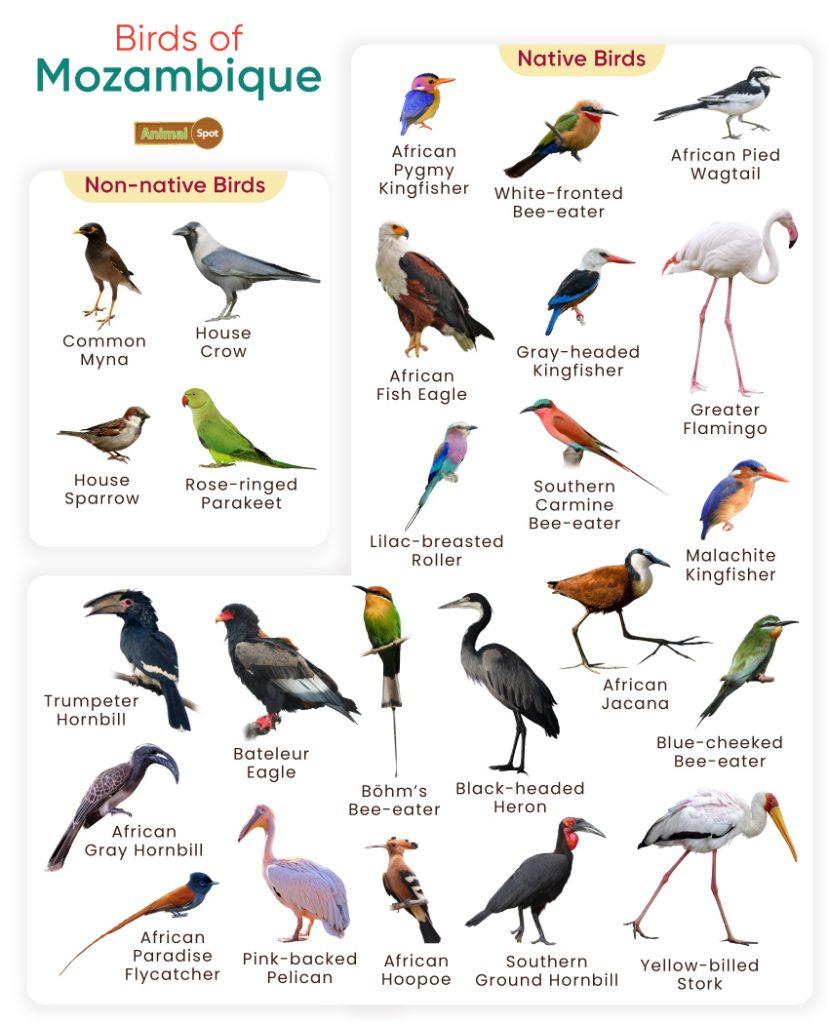 Bird of Mozambique