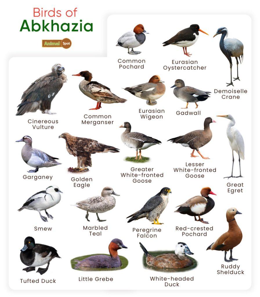 Birds of Abkhazia