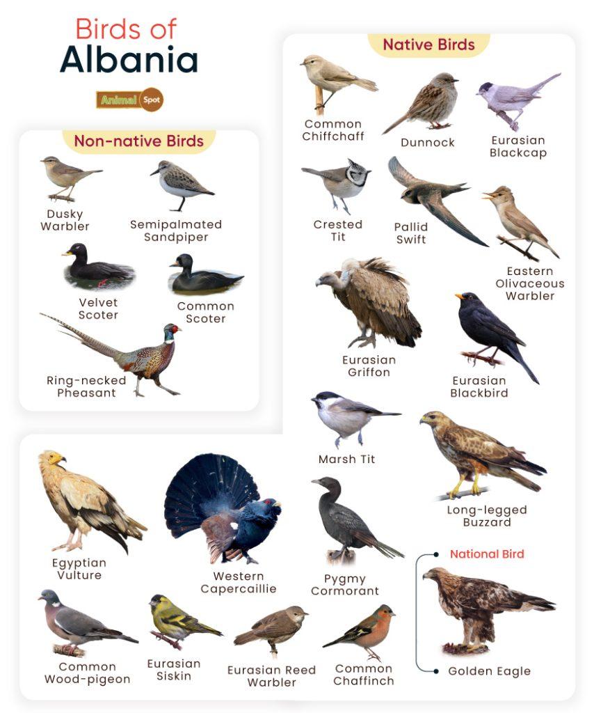 Birds of Albania