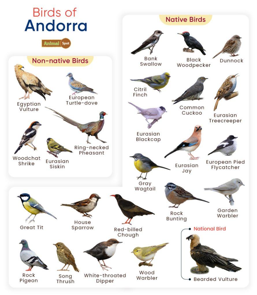Birds of Andorra