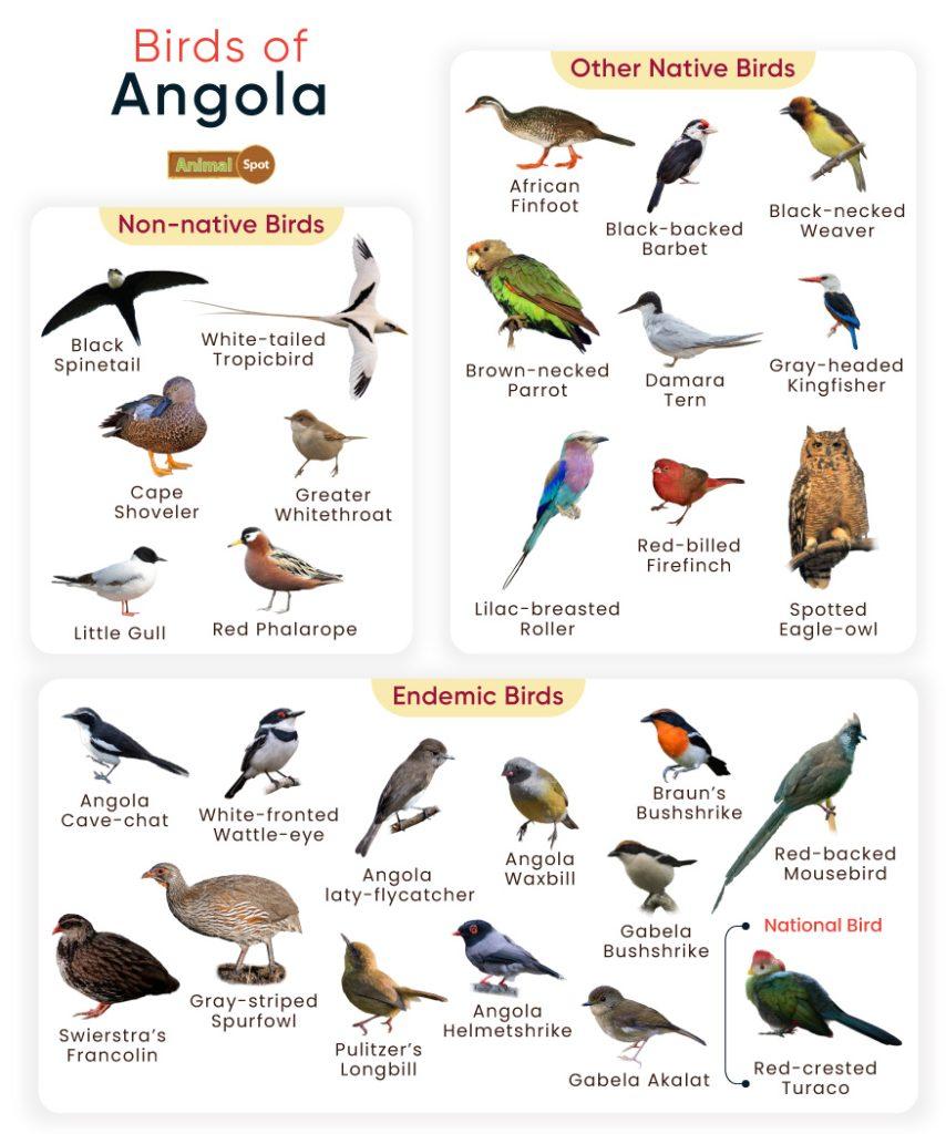 Birds of Angola