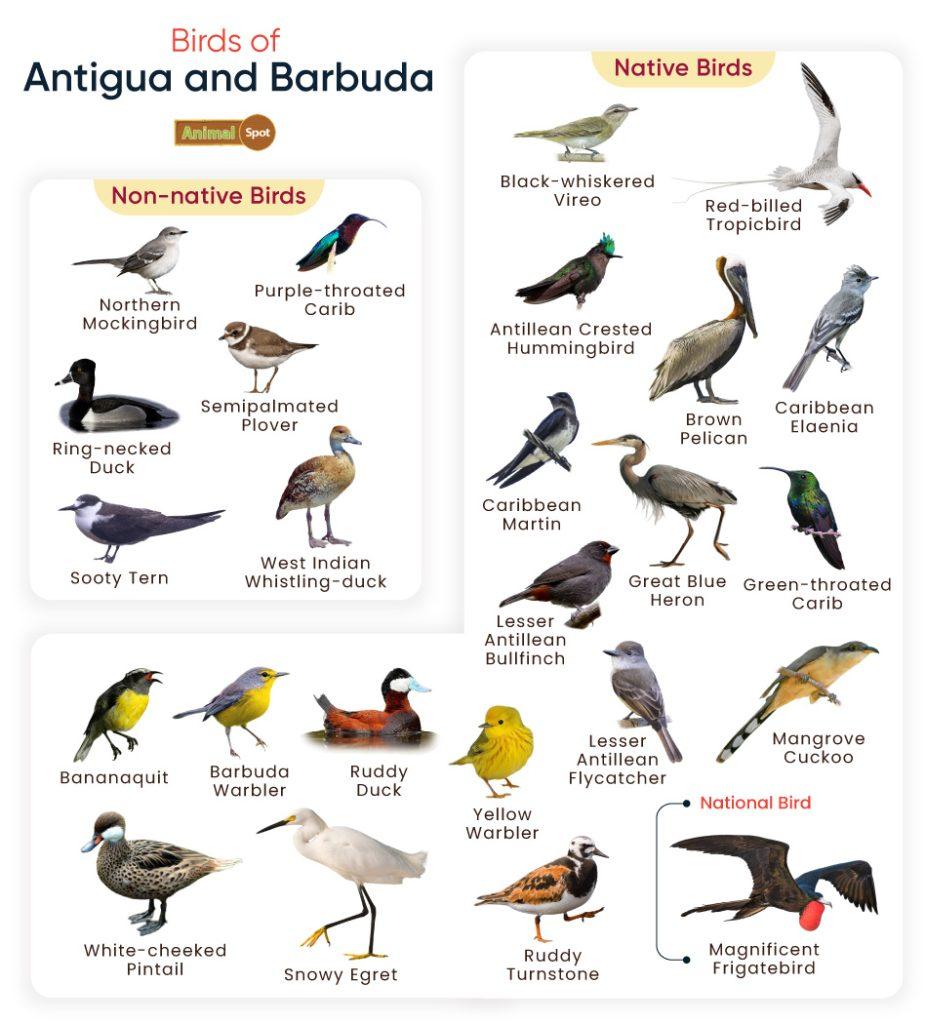 Birds of Antigua and Barbuda