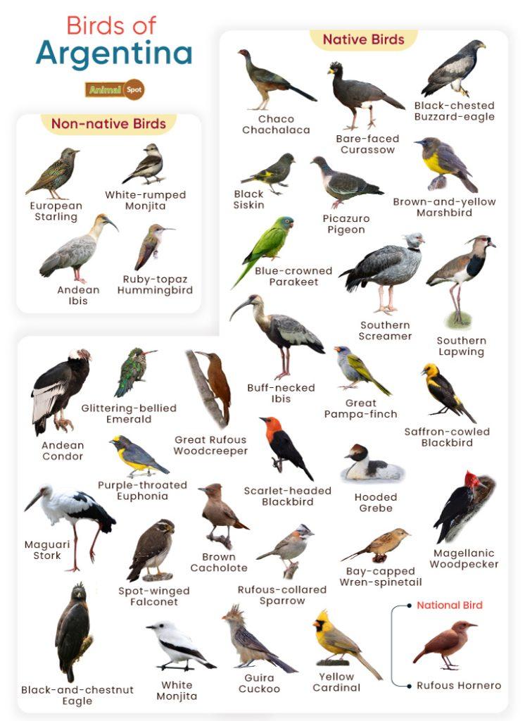 Birds of Argentina