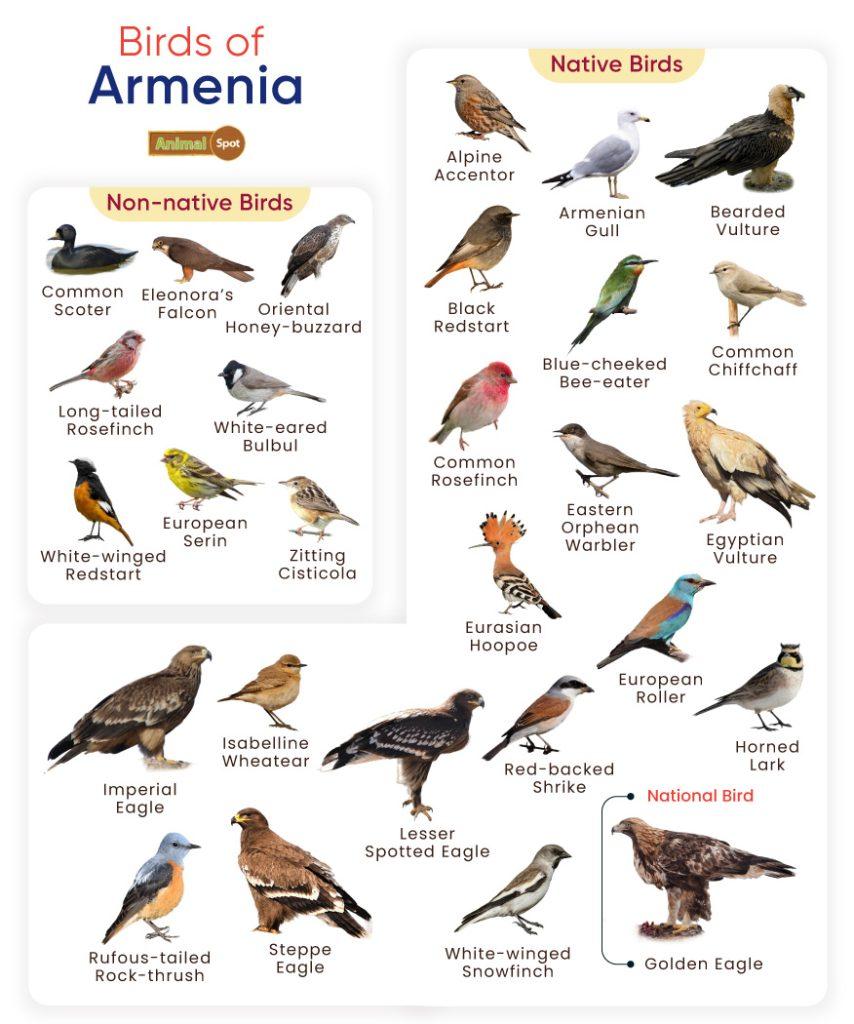Birds of Armenia