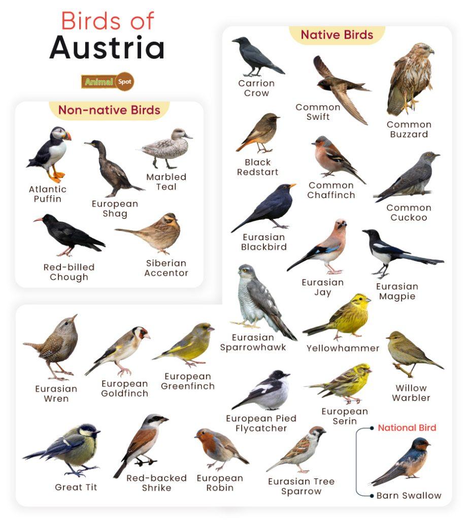 Birds of Austria
